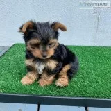 Tiny Adorable Baby Yorkie Puppy