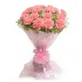 24 Pink Carnation