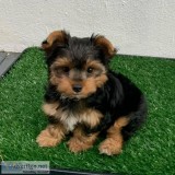 Purebreed Yorkie Puppies For Loving Home