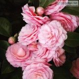 Get Plants  Flowers  House plants and all your home garden suppl