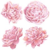 Wallpaper Murals Australia  Blomstrawallart.com