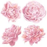Wallpaper Murals Australia  Blomstrawallart.com