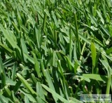 Sir Walter Buffalo Grass in Sydney