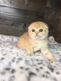 Adorable Scottish Fold Kittens