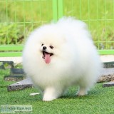 Teacup Pomeranian Available