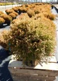 Buy Thuja occidentalis Fire Chief Arborvitae - 2 Gallon Pot