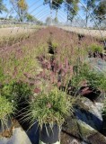 Purchase Karley Rose Fountain Grass - 2 Gallon Online