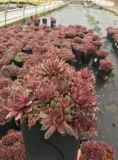 Buy Pacific Blue Ice Hens and Chicks - 1 Gallon Pot