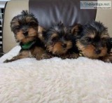 yorkie male and female for sale