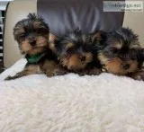 yorkie male and female for sale