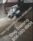Dog control training program 2 -dogs