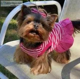 Quality Bred Family Rasied Yorkie Pup