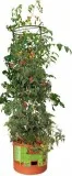 Buy Tomato Barrel With Tower Online