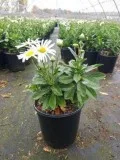 Purchase Montauk Daisy Plant - 2 Gallon Pot