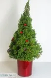 Shop for Dwarf Alberta Spruce Live Potted Trees Online