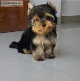 Yorkie Puppy for sale
