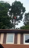 Tree removal service in port perry