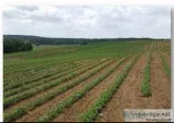 Land For Sale In Deer Lodge Tennessee