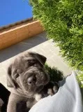 Outstanding litter of beautiful Cane corso puppies