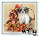 Willy Male Shihpoo