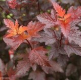 Ginger Wine Ninebark Shrub for Sale - 3 Gallon Pot