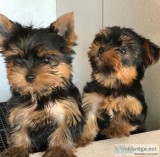 Cute Yorkie puppies