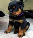 Rottweiler puppies for sale