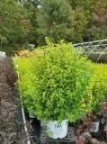 Shop for Tiny Wine Gold Ninebark - 3 Gallon Pot Online
