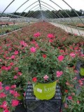 Shop for Knock Out Rose - 3 Gallon Pot Online