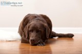 Hardwood Floor Refinishing For Pet Owners Home