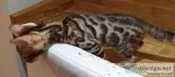 Bengal playful and friendly kittens