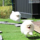 Home Trained Pomeranian Puppies