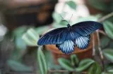 Tips for Planting Beautiful Butterfly Gardens - Scott s Landscap