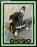 Diego Male AKC French Bulldog