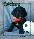 Snickers Male Cockapoo