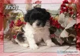 Andy Male Shihpoo