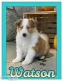 Watson AKC Male Collie