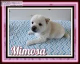 Mimosa Female AKC Shiba Inu