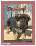 Starburst Female AKC German Shepherd