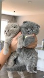 Cuddlyplayful Scottish Fold kitties ready for new loving home