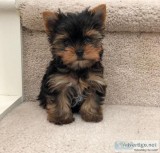 Cute adorable m&acircle and female Yorkie puppies available
