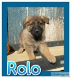 Rolo Male AKC German Shepherd