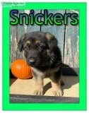 Snickers Male AKC German Shepherd