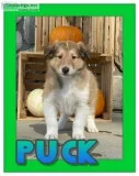 Puck AKC Male Collie