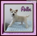 Ariel Female AKC Shiba Inu