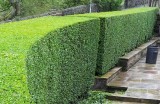 hedge trimming service  Kleencut Lawns