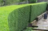 hedge trimming service  Kleencut Lawns