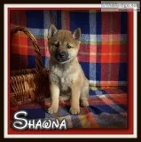 Shawna Female AKC Shiba Inu
