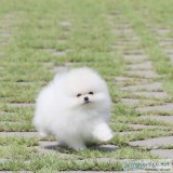 Purebred Pomeranian puppies for adoption.