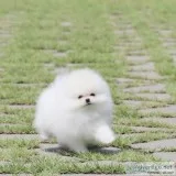 Purebred Pomeranian puppies for adoption.